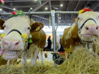 В Ставропольском крае быка- и корову-рекордсменов показали на выставке