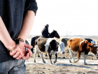 На Ставрополье экс-полицейских посадили за кражу скота