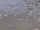 Массовую гибель рыб засняли на Чограйском водохранилище