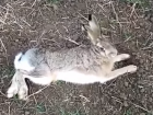 «Все вытравили»: умирающий заяц на полях Ставрополья попал на видео 