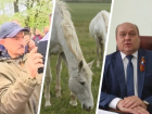 Спасти лошадей на конеферме в Александровском округе удалось благодаря волонтерам