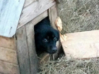 Неизвестный живодер заколотил собаку в будке и вывез за город на Ставрополье