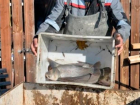 В Ессентукское озеро выпустили свыше тонны живой рыбы