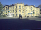 В Кисловодске коровы вышли пастись в город