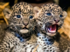 Детенышей леопардов спасли от свободной интернет-торговли на Ставрополье