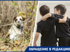 В Зеленокумске 10-летний школьник защитил малыша от агрессивных собак