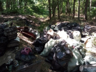 Главу Ставрополя и директора местного лесничества принудят к уборке Члинского леса 