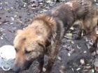 Охранник зоопарка в Пятигорске жестоко избил сторожевого пса металлическим прутом 