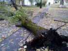 Старое дерево рухнуло на тротуар в жилом дворе Ставрополя 