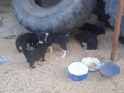 Участник СВО просит ставропольцев помочь спасти семью собак — маму и 8 щенят 