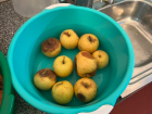 Предприниматель заработал 100 тысяч на гнилых яблоках для детей Ставрополья