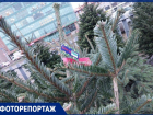 От 1 000 до 35 000 рублей начали продавать новогодние деревья на елочных базарах в Ставрополе 
