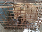 Случайно забегающих во двор диких лис продает предприимчивый житель Ставрополья за три тысячи рублей
