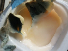 Толстый слой плесени на поверхности йогурта из "Пятерочки" обнаружила жительница Пятигорска