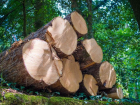 За вырубку деревьев строительная фирма вернет Ставрополью более 7 миллионов рублей