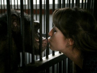 Защитники животных обвинили ставропольский зоопарк в смерти шимпанзе Малевича