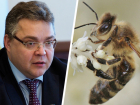 Пасечник обвинил губернатора Ставрополья в массовом уничтожении пчел