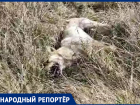 «Ровно 6 минут им понадобилось»: в Михайловске неизвестные из пистолета расстреляли собак