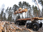 Власти Ставрополья спохватились спасать леса после массовых вырубок