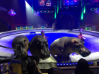 Цирк без эксплуатации животных не впечатлил жителей Ставрополя