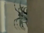 Гигантский паук в частном доме шокировал жителей Ставрополя 