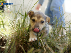 Три пункта временного содержания бездомных животных создадут на Ставрополье