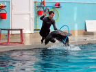 Морской котик поселился в кисловодском дельфинарии