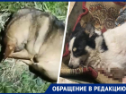 В Михайловске участились случаи издевательства над бездомными собаками