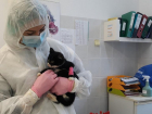 Кошки справляются с коронавирусом быстрее людей