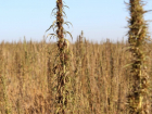 В Кировском районе мужчина замаскировал поле конопли под кукурузу
