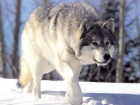 Убивший вместо волка человека охотник предстанет перед судом на Ставрополье