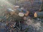 Ставропольцу дали 3 года условно за незаконную вырубку деревьев