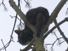 Кошка из Ставрополя три дня ждала спасения на дереве