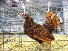 На Ставрополье поймали вора, который украл домашнюю птицу
