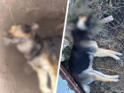 В пригороде Ставрополя после отравления собак находят новые трупы