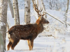 Пятнадцать пятнистых оленей впервые впустили на Ставрополье