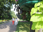 Каштаны в центре Ставрополя спилят и заменят их аллеей новых деревьев