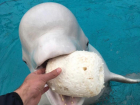Волонтеры накормят дельфинов из Кавминводского океанариума