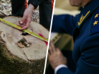 WWF добился возбуждения уголовного дела по вырубке деревьев в Бештаугорском заказнике