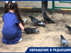 Полчища голубей атакуют детскую площадку на улице Шпаковской в Ставрополе 
