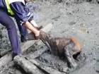 Драматичное спасение застрявшего по шею в грязи жеребенка сотрудниками ГИБДД на Ставрополье попало на видео