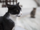 На Ставрополье пенсионерка пойдет под суд за избиение кота