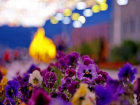 В столице Ставрополья высадят 60 тысяч новых цветов