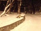 Голодная лисица вышла к людям на горе Машук