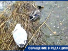После неудачной протравки грызунов на Ставрополье массово погибают дикие утки 