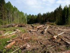Власти уменьшили территорию городских лесов ради земельных участков в Кисловодске
