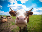 Коров Ставрополья привили от нодулярного дерматита