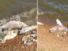 Эксперты озвучили причину массовой гибели рыбы в Новомарьевском лимане на Ставрополье 