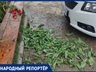 Цветочные варвары возмутили жителей Ставрополя