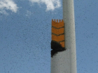 Большой рой пчел угрожает водителям на одной из трасс Ставрополья